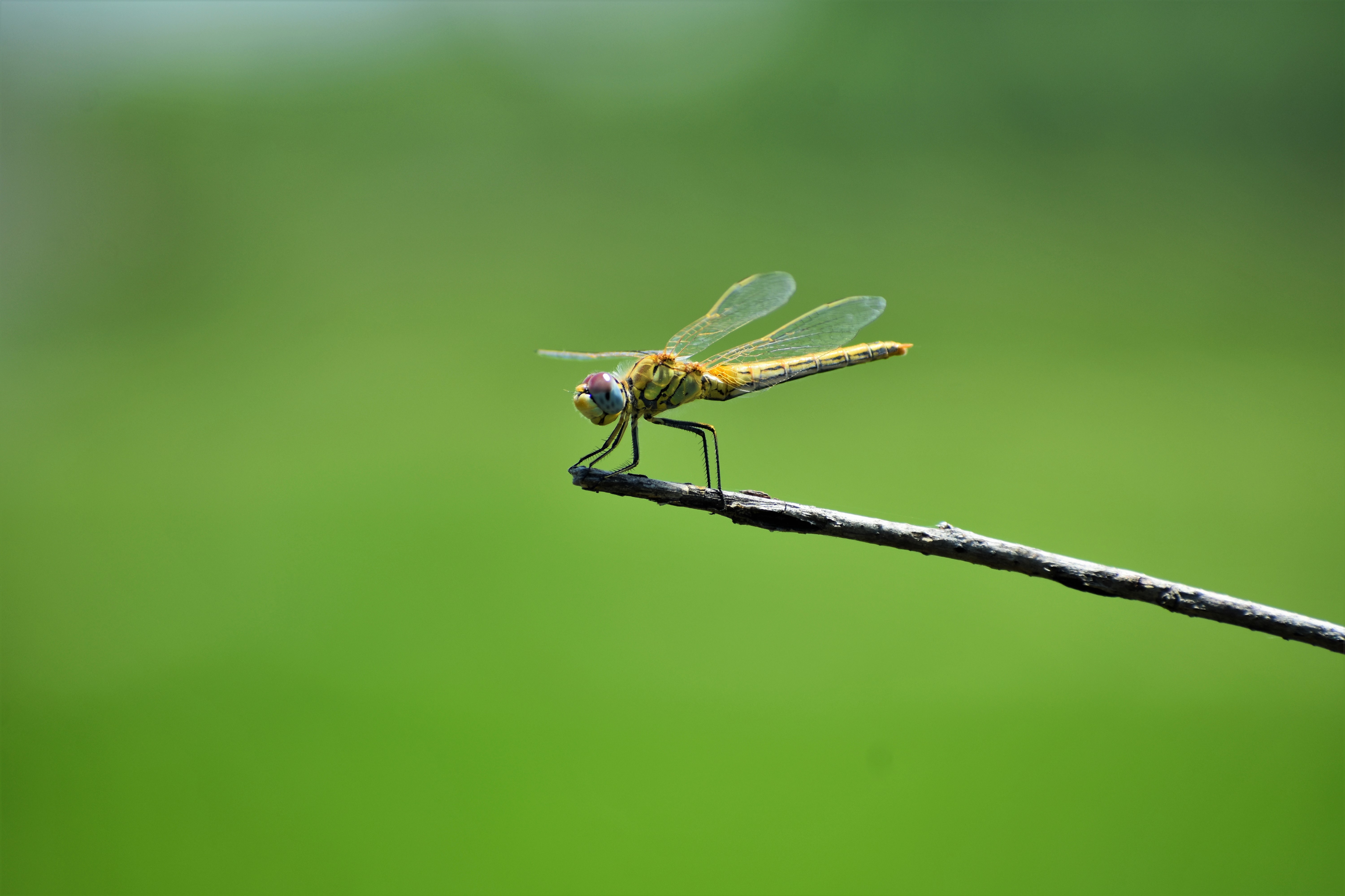 dragonfly