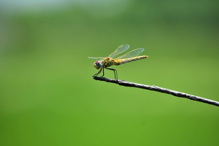 dragonfly